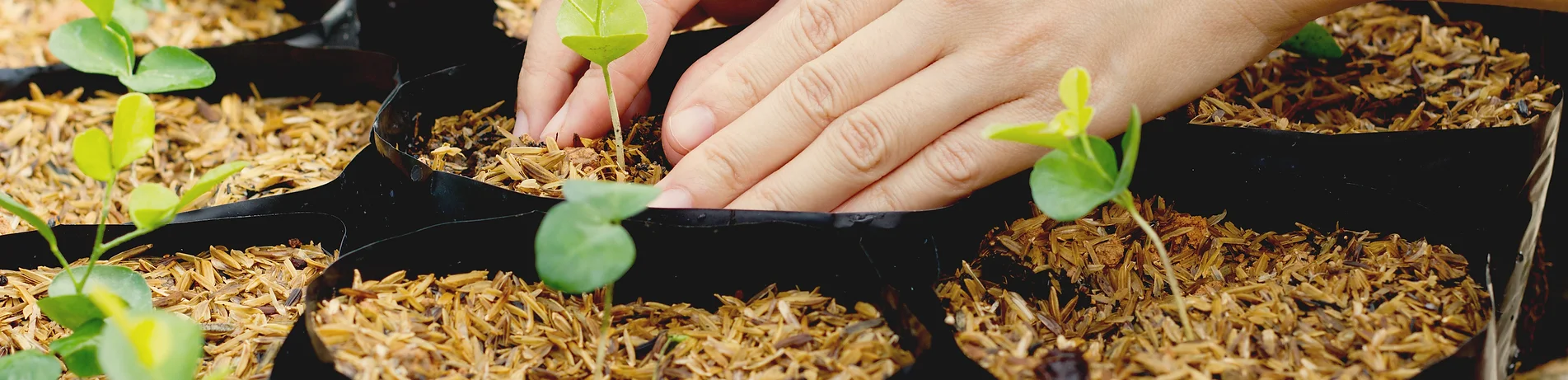 Growing Plants